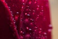 Symbol of love and romantic feelings red rose petals macro picture with water drops Royalty Free Stock Photo