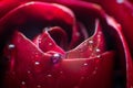 Symbol of love and romantic feelings red rose petals macro picture with water drops Royalty Free Stock Photo