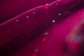 Symbol of love and romantic feelings red rose petals macro picture with water drops Royalty Free Stock Photo