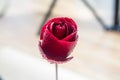 Symbol of love and romantic feelings red rose petals macro picture with water drops Royalty Free Stock Photo