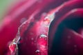 Symbol of love and romantic feelings red rose petals macro picture with water drops Royalty Free Stock Photo