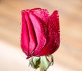 Symbol of love and romantic feelings red rose petals macro picture with water drops Royalty Free Stock Photo