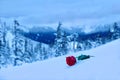 Red rose in snow. In a memory of the loved one.