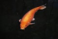 Symbol of luck, prosperity and good fortune - bright orange koi - aquatic gardens and ponds