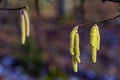 A symbol of onset of spring - birch catkins on branches close-up Royalty Free Stock Photo