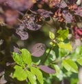 Symbol of opportunity and synchronicity: Golden scarab. Insect on shrub Royalty Free Stock Photo