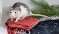 The symbol of the outgoing year 2020 is a white or metallic silver rat. A cute rat sits on a red purse-a symbol of wealth. Funny