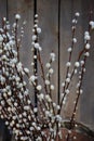 Long flowering willow branches standing in a large ceramic vase on a wooden board background
