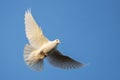 Symbol of peace and change, a white dove flies in the blue sky