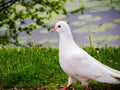 Symbol of peace, dove