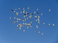 Summer day white dove group flying