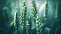 Symbol of prosperity: The thriving green ears of wheat signify a bountiful season for farmers. Royalty Free Stock Photo