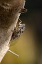 Symbol of Provence, cicada orni insect sits on tree close-up