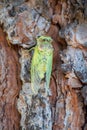 Symbol of Provence, 1 day young cicada orni insect sits on tree close-up