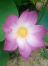 Symbol of purity Lotus Flower Royalty Free Stock Photo