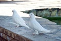 Symbol of purity white pigeon couple waiting in the shade Royalty Free Stock Photo