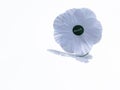 white poppy  peace remembrance  day Royalty Free Stock Photo