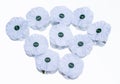 white  peace  poppy Royalty Free Stock Photo