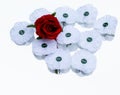 White poppy remembrance  day Royalty Free Stock Photo