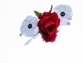 White poppy remembrance  day Royalty Free Stock Photo