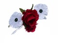 white poppy Ruby red rose remembrance  day Royalty Free Stock Photo