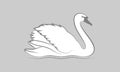 White swan on the grey background
