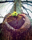 Heart shaped bark on the tree trunk Royalty Free Stock Photo