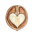 Water color illustration of heart-shaped halved walnut.