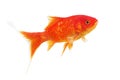 Symbol of wealth goldfish on a white background.