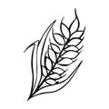 symbol Wheat stalk, wheat beer illustration vector