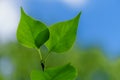 Symbol Wildlife. Green leaf. Green leaf blue background. Green Twig with Leaves Blue Sky