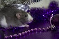 Symbol of the year. A gray mouse sits on a background of Christmas decorations and decorations of a silver-violet scale.