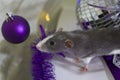 Symbol of the year. A gray mouse sits on a background of Christmas decorations and decorations of a silver-violet scale.