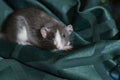 Symbol of the year. Gray mouse sits on a green background of Christmas decorations and lights Royalty Free Stock Photo