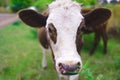 Symbol of 2021: a young curious bull with small horns