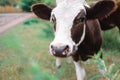 Symbol of 2021: a young curious bull with small horns