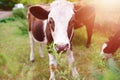 Symbol of 2021: a young curious bull with small horns