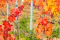 Red Vine Leaves in Vineyard Macro