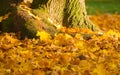 Tree Trunk in golden Autumn Leaves