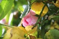 Symbolic of blossoms. A bushy tree with pink roses. Autumn leaves. Rose petals.