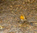 Robin red breast, Aden Park, Mintlaw, Aberdeenshire, Scotland,UK Royalty Free Stock Photo