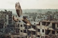 A symbolic image - a bird soaring high above a war destroyed cityscape, wings outstretched Royalty Free Stock Photo