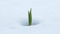 Symbolic image of new beginnings lone grass blade among melting snow Royalty Free Stock Photo