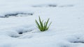 Symbolic image of new beginnings lone grass blade among melting snow Royalty Free Stock Photo