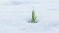 Symbolic image of new beginnings lone grass blade among melting snow Royalty Free Stock Photo