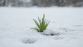 Symbolic image of new beginnings lone grass blade among melting snow Royalty Free Stock Photo