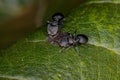 Symbolic interaction between Turtle Ants and Scale Insects