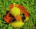 Rubber Duck with Flowers in Colors of Germany