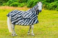 Funny Horse with zebra Raincoat