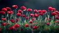 Symbolic red poppies commemorative flowers on dark background for remembrance day and anzac day